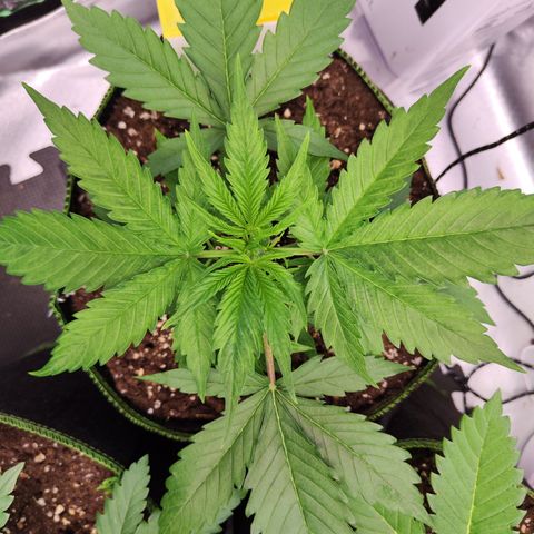Shogun growlog timeline photo