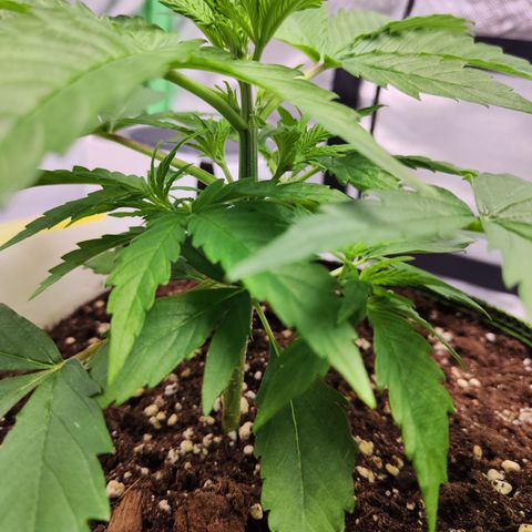 Shogun growlog timeline photo