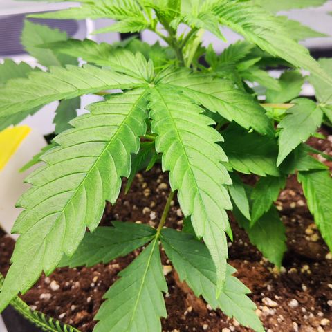 Shogun growlog timeline photo