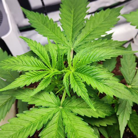 Shogun growlog timeline photo