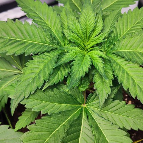 Critical growlog timeline photo