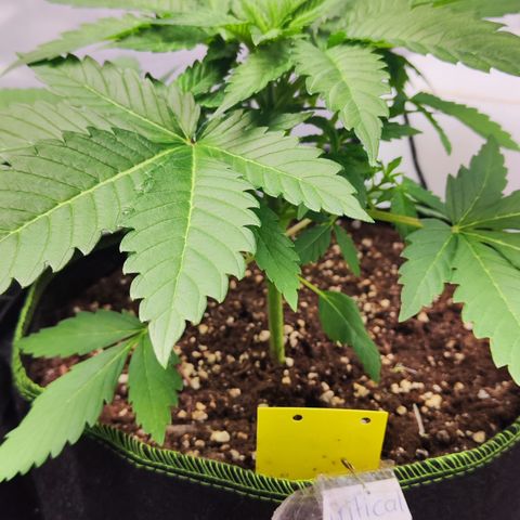 Critical growlog timeline photo