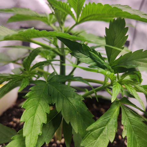 Shogun growlog timeline photo
