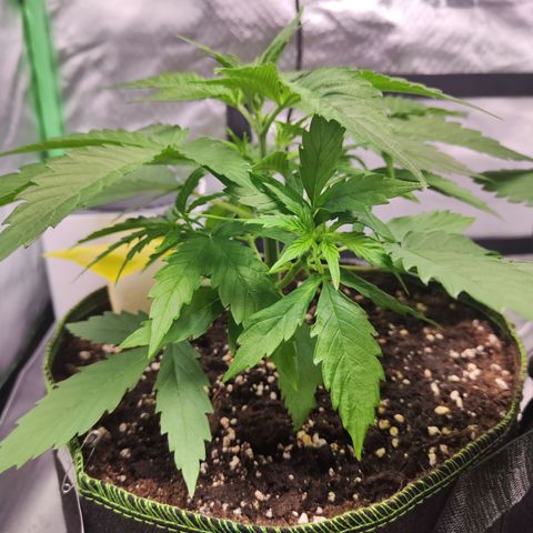 Shogun growlog timeline photo