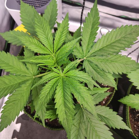 Shogun growlog timeline photo