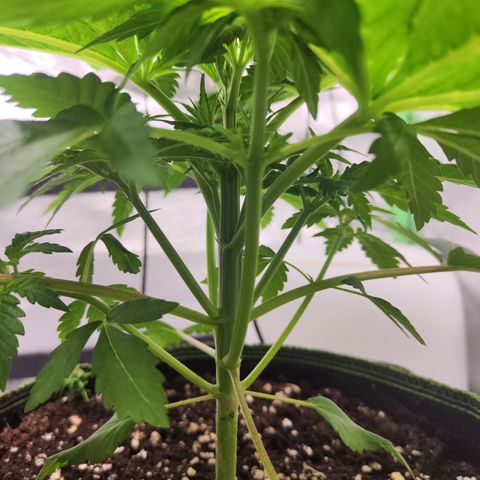 Critical growlog timeline photo