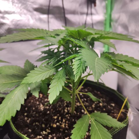 Critical growlog timeline photo