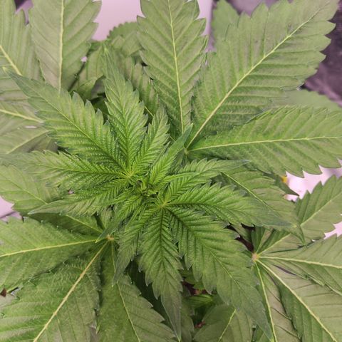 Critical growlog timeline photo