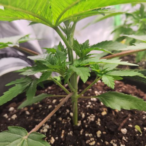 Watermelon growlog timeline photo