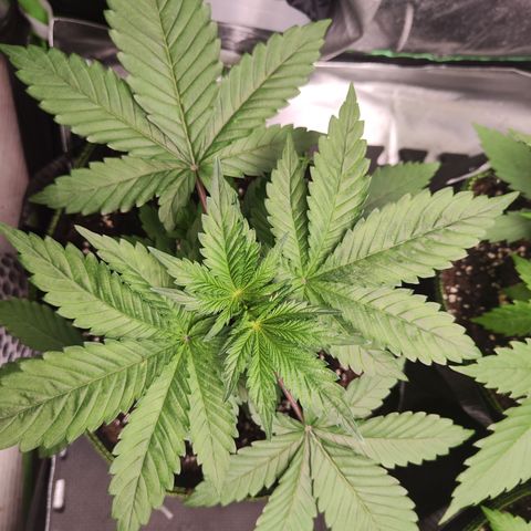 Watermelon growlog timeline photo