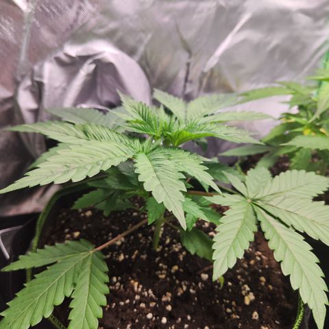 Watermelon growlog timeline photo