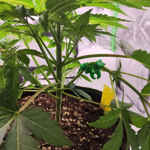 Critical growlog timeline photo