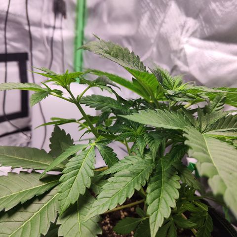 Critical growlog timeline photo