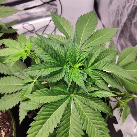 Critical growlog timeline photo