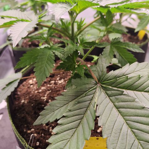 Watermelon growlog timeline photo