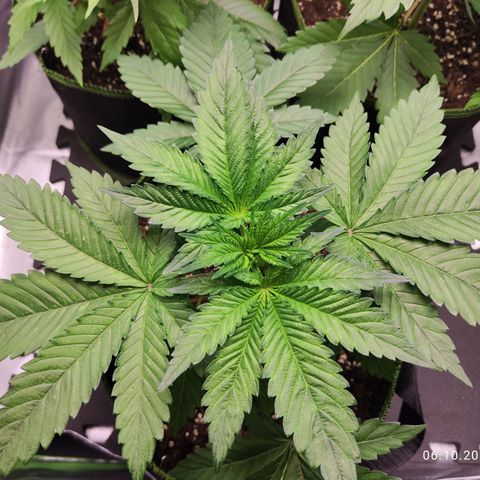 Watermelon growlog timeline photo