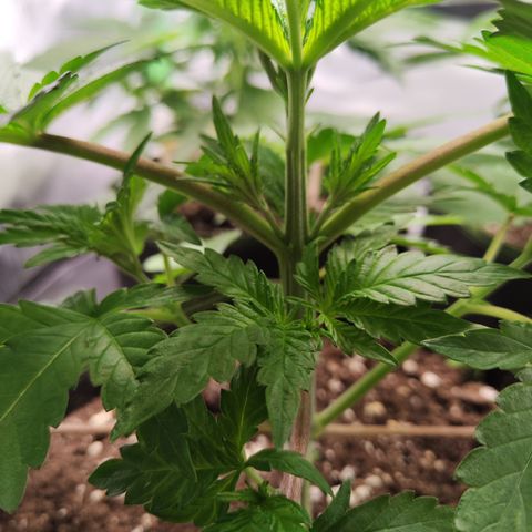 Watermelon growlog timeline photo