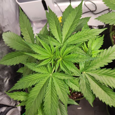 Shogun growlog timeline photo