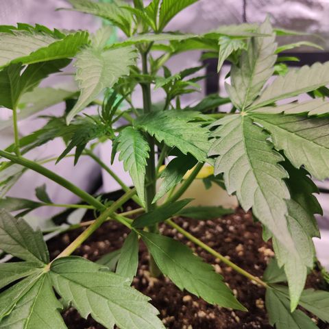 Shogun growlog timeline photo