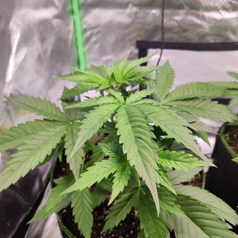 Shogun growlog timeline photo