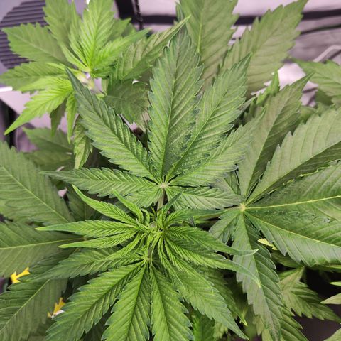 Shogun growlog timeline photo