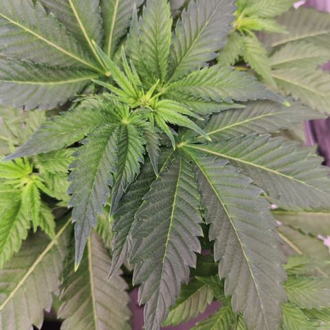 Critical growlog timeline photo
