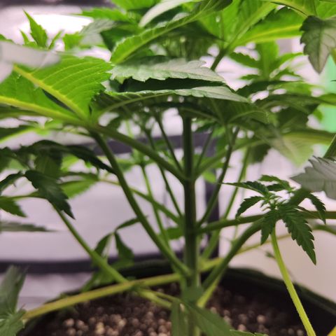 Critical growlog timeline photo