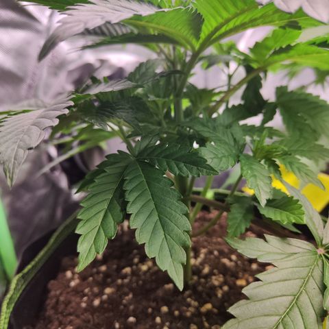 Watermelon growlog timeline photo