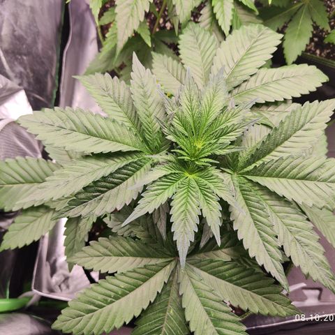 Watermelon growlog timeline photo