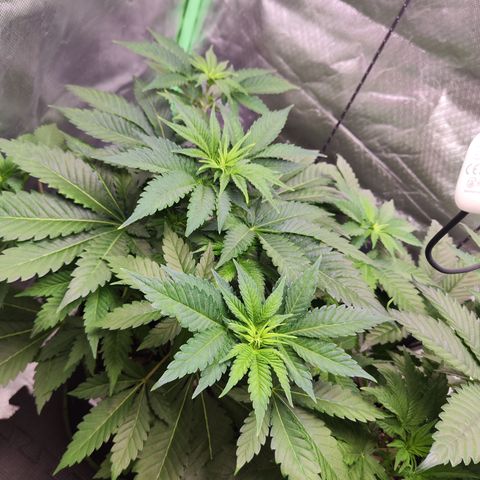 Critical growlog timeline photo
