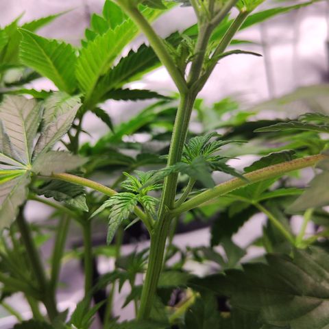Critical growlog timeline photo