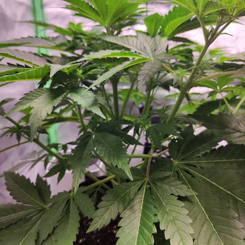 Critical growlog timeline photo