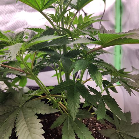 Watermelon growlog timeline photo