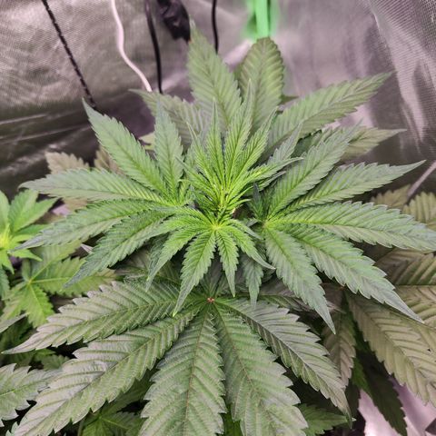 Watermelon growlog timeline photo