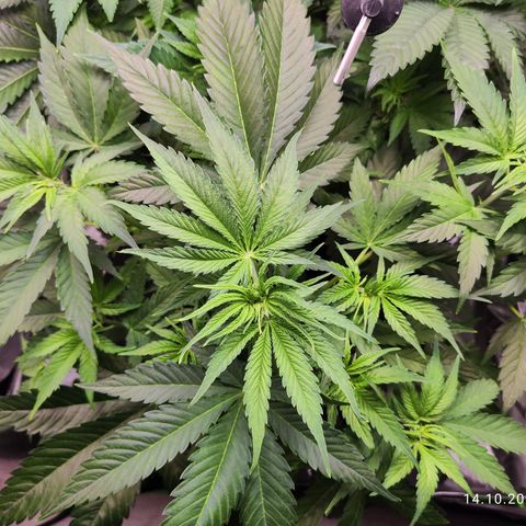 Shogun growlog timeline photo