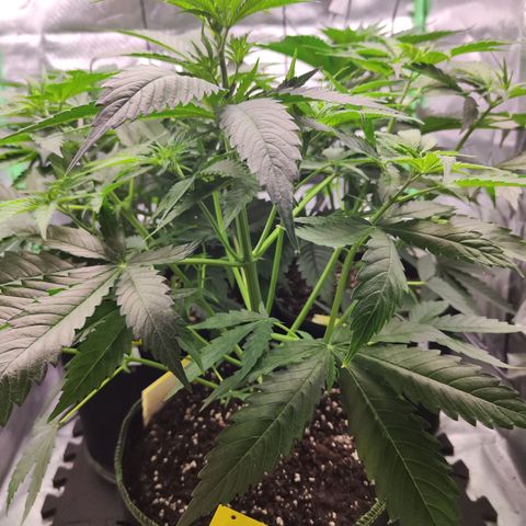 Shogun growlog timeline photo