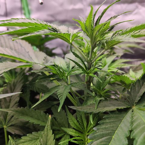 Shogun growlog timeline photo