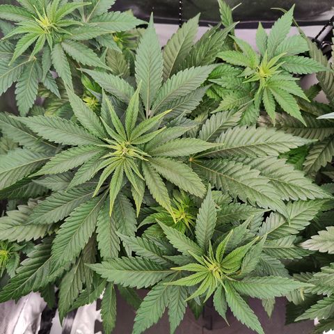 Critical growlog timeline photo