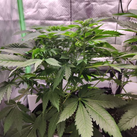 Critical growlog timeline photo