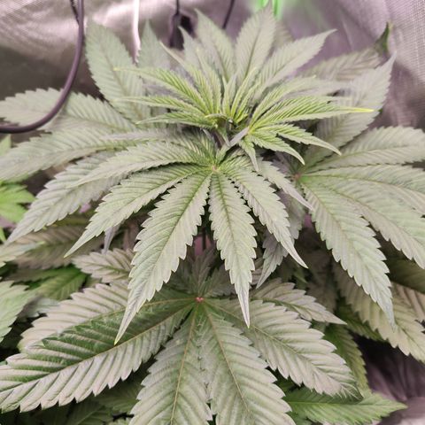 Watermelon growlog timeline photo