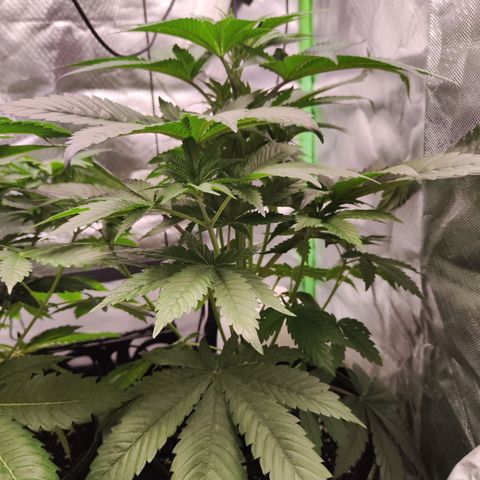 Watermelon growlog timeline photo