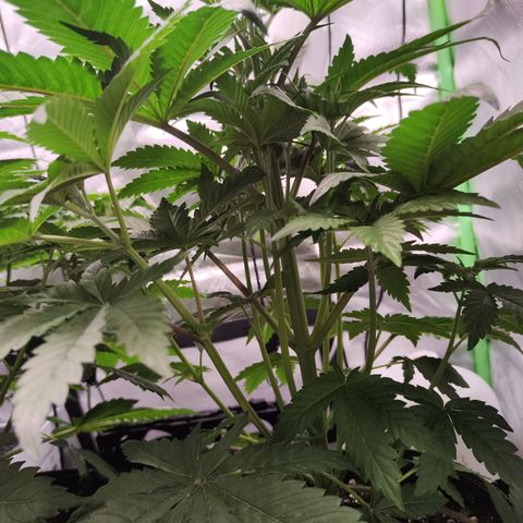 Watermelon growlog timeline photo