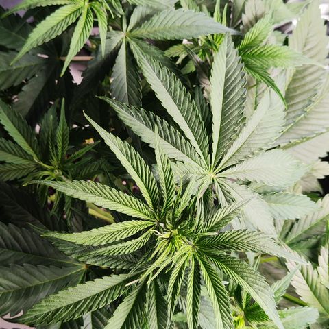 Shogun growlog timeline photo
