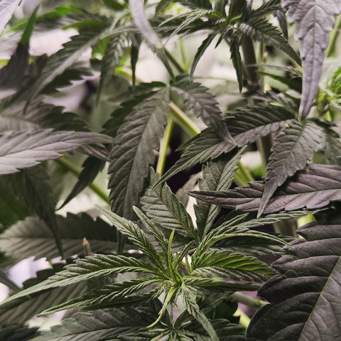 Shogun growlog timeline photo