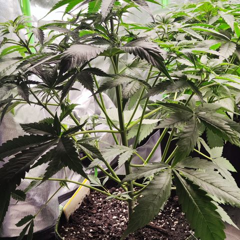 Shogun growlog timeline photo