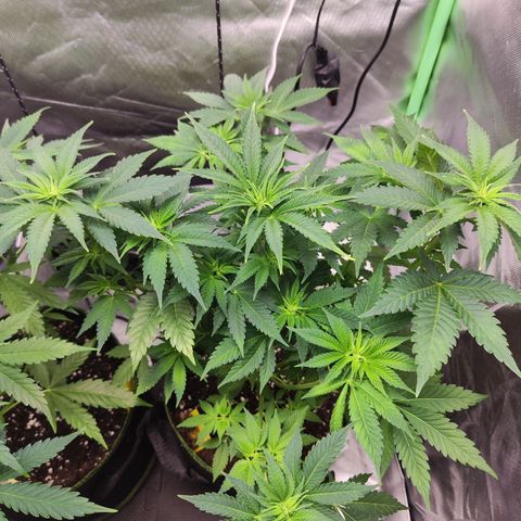 Critical growlog timeline photo
