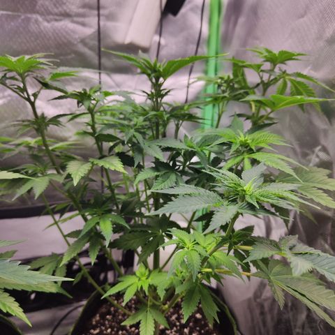 Critical growlog timeline photo