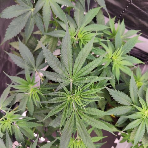 Shogun growlog timeline photo