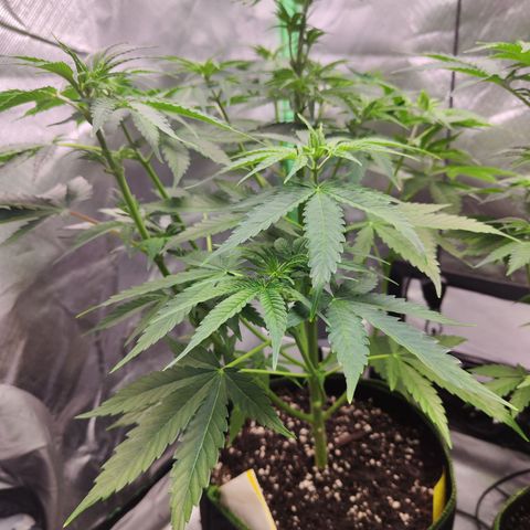 Shogun growlog timeline photo