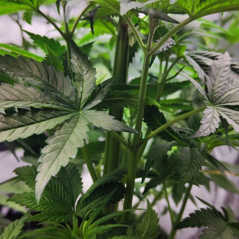 Watermelon growlog photo: Watermelon wächst sehr sehr kompakt, Triebe wachsen eng am Stamm fast senkrecht nach oben.
Evtl durch runterbinden etwas ausweiten.